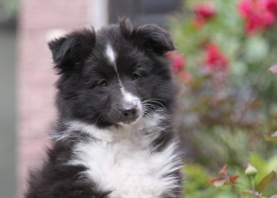 Шелті для самих кращих людей!