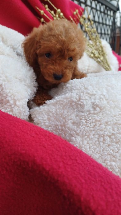 Розумні собачки -  дівчинка Мальтіпу..