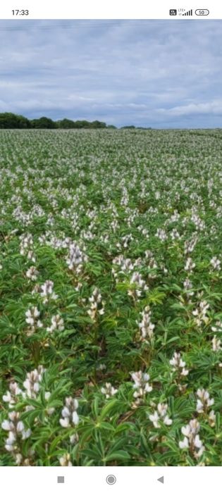 Łubin odmiana Butan