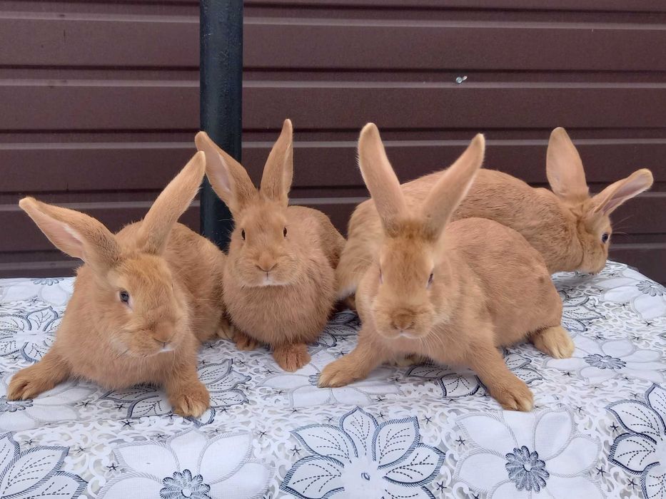 Продам, кроликів породи Боргундія: