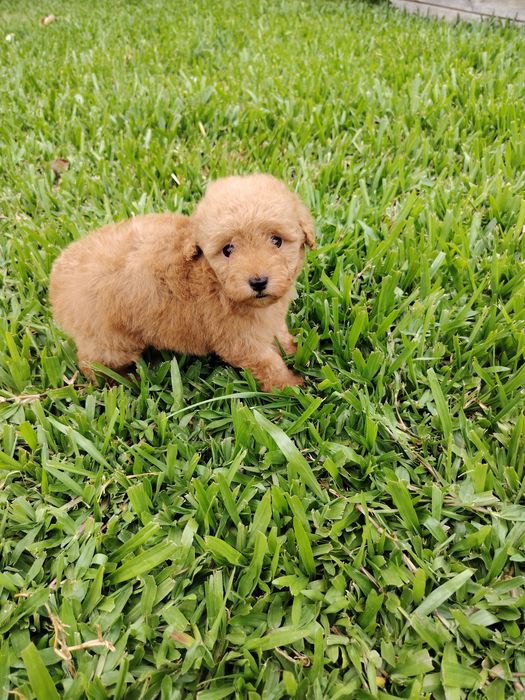 Poodle toy macho