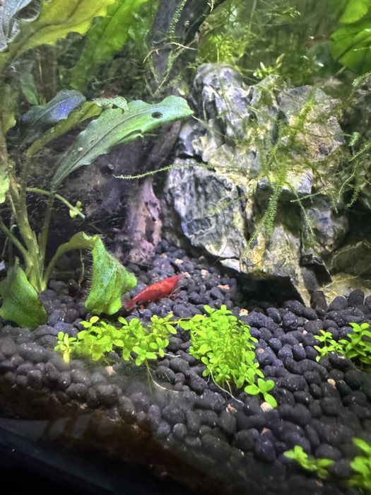 Neocaridinas Fire Red 1,10€