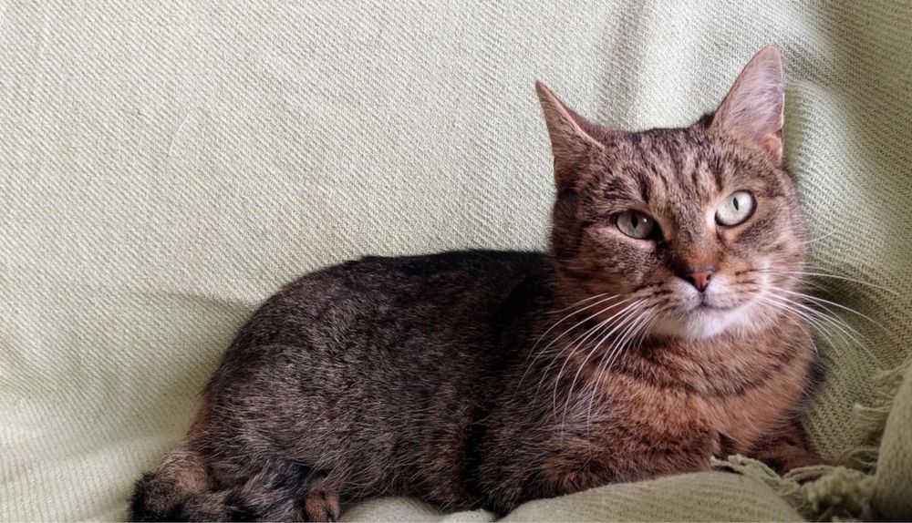 Śliczna Pamela szuka domu