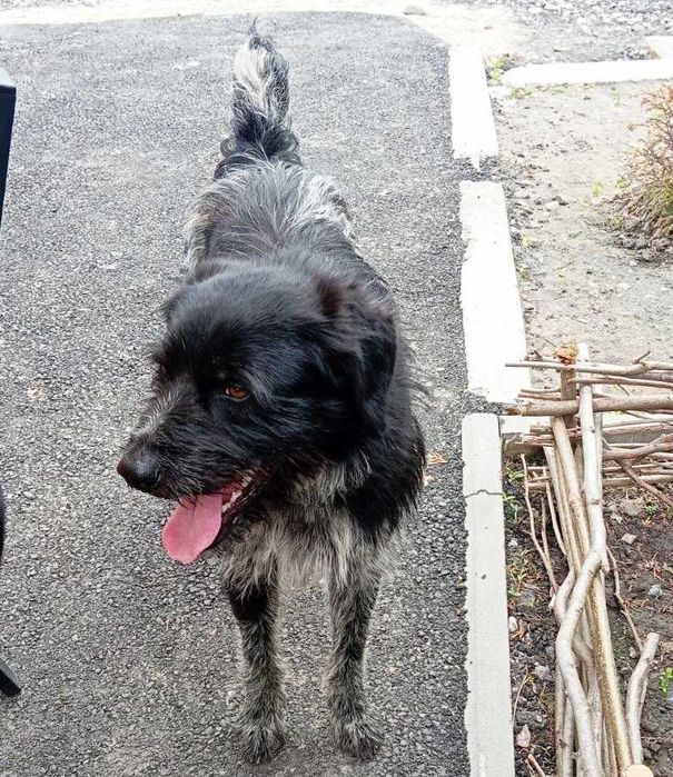 Міша -метис дратхара- мріє про дім та сім’ю / собака цуценя щенок