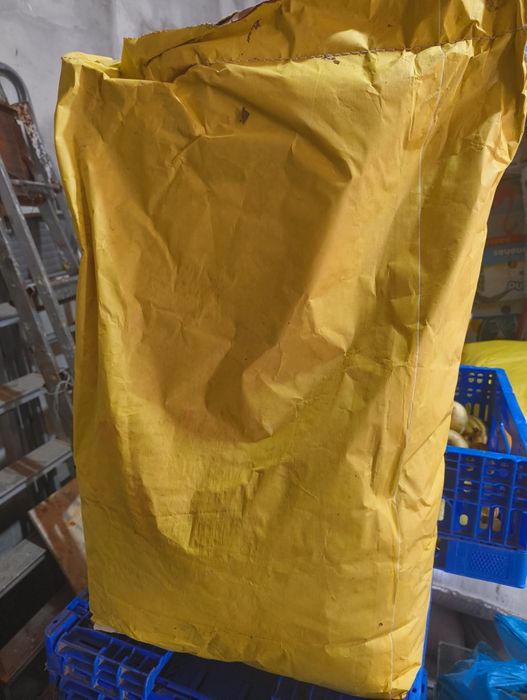 Подсолнух Сингента Суоми