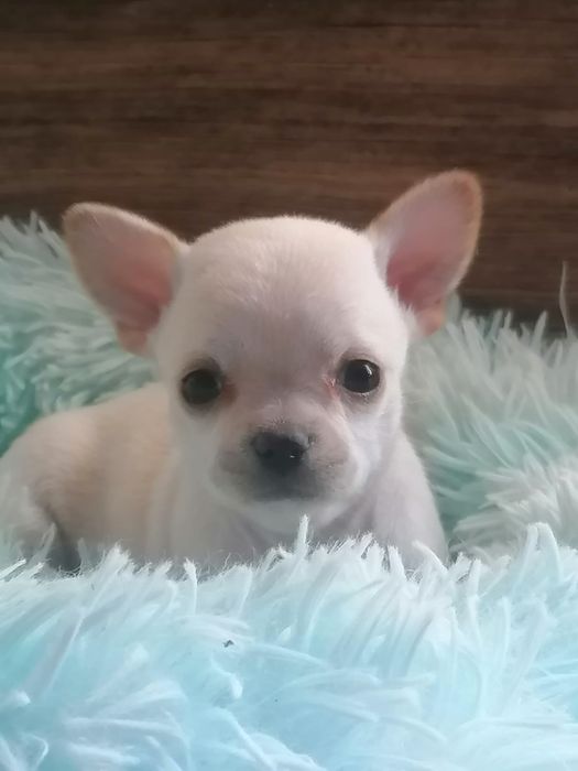 Chihuahua pêlo curto