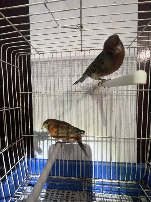 Canarios negro vermelho