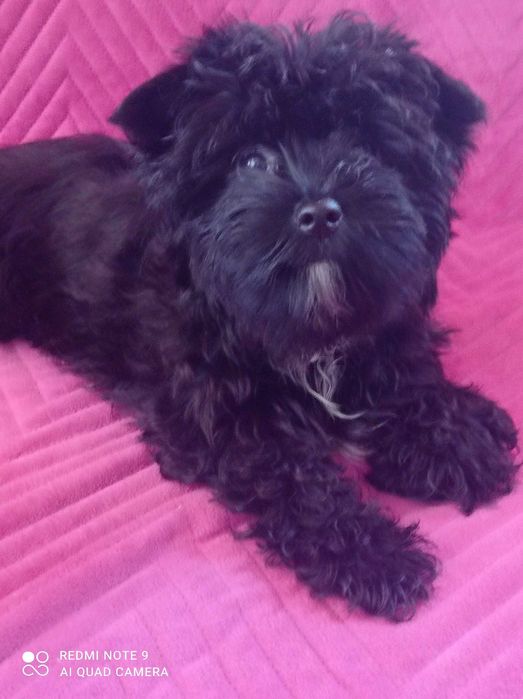 Suczka  Yorkshire Terrier Czarna