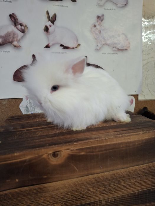 Sprzedam króliczki miniaturki TEDDY