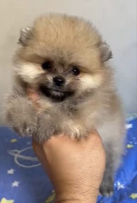 Spitz lulu da poneranea  menino micro