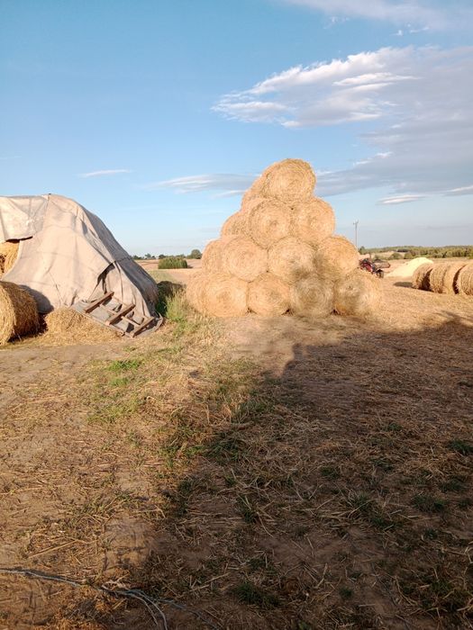 Słoma w belach sprzedam