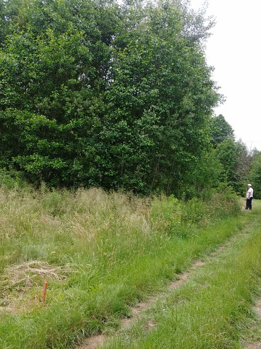 Działka Kąty Czernickie. Gmina Strachówka. 1625mkw. Warunki zabudowy