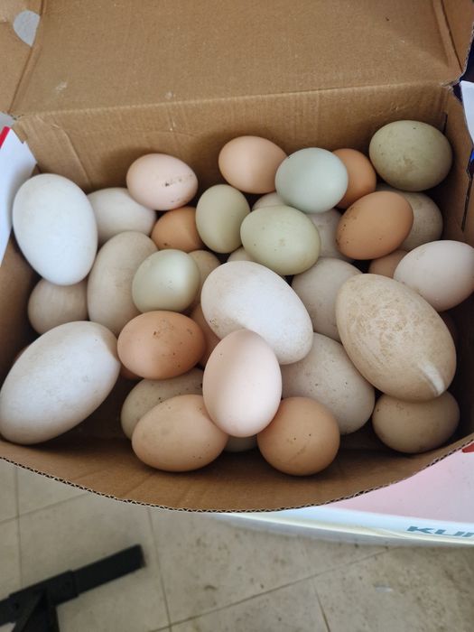 Ovos caseiros de galinhas e patas