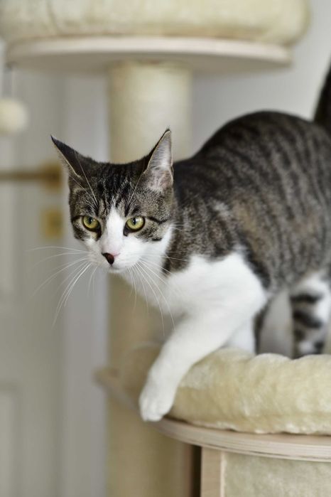 8-miesięczny, wykastrowany kocurek szuka domu