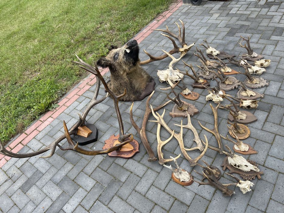 Poroza medalion zrzuty