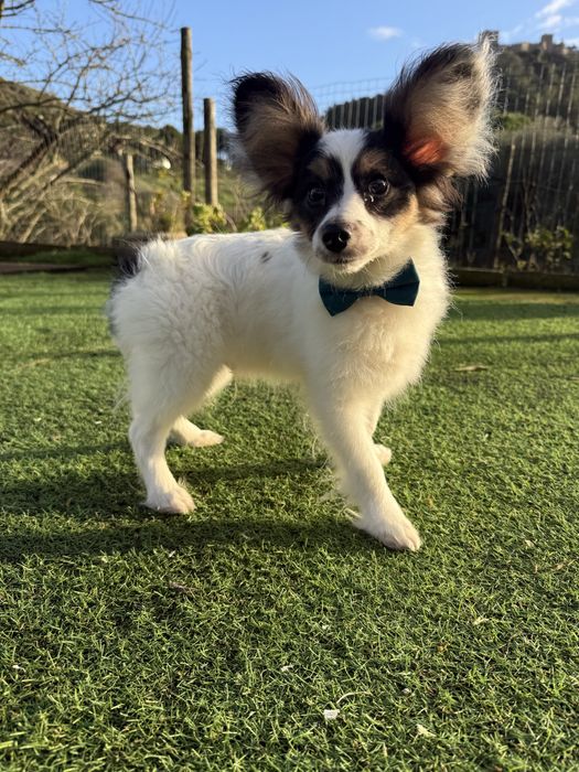 Epagnuel Anão Continental Papillon