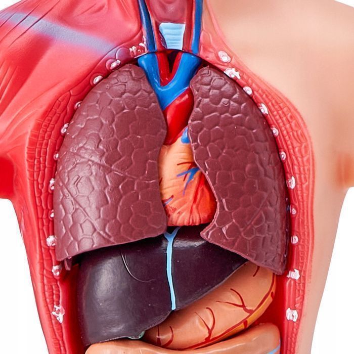 Vevor 4-częściowy model anatomii człowieka kompletny zestaw