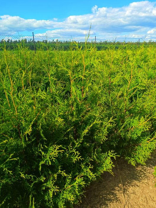 Thuja Brabant wys. 120cm od producenta!!!