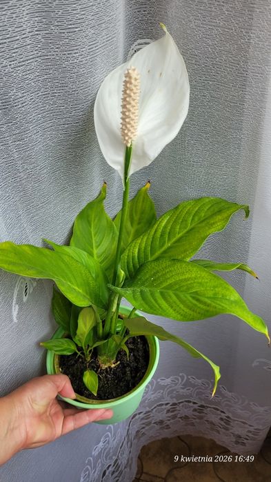 Skrzydłokwiat kwitnący tani