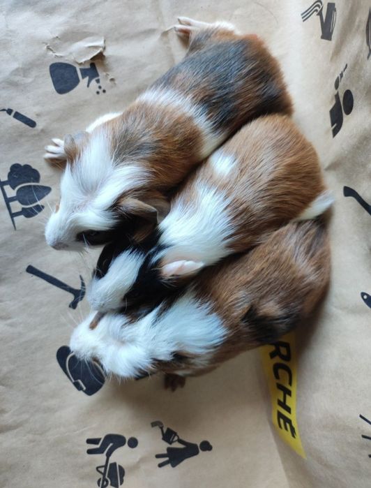 Cavia domowa świnki morskie