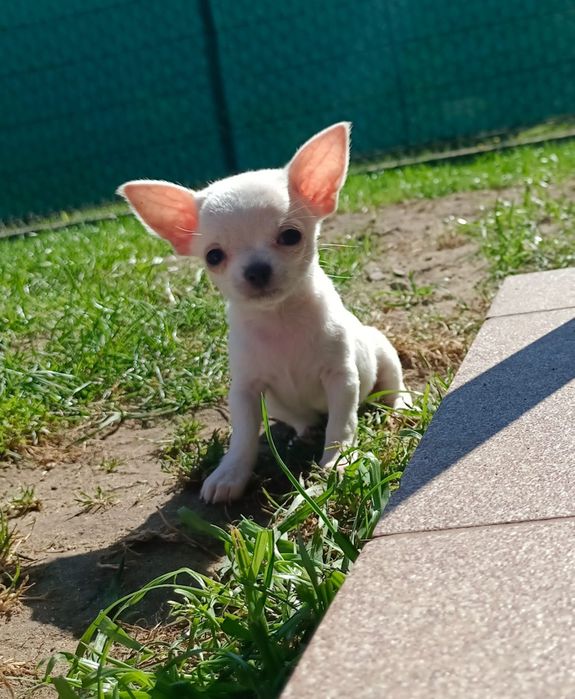 Chihuahua biała suczka dziewczynka krótkowłosa XS xxs