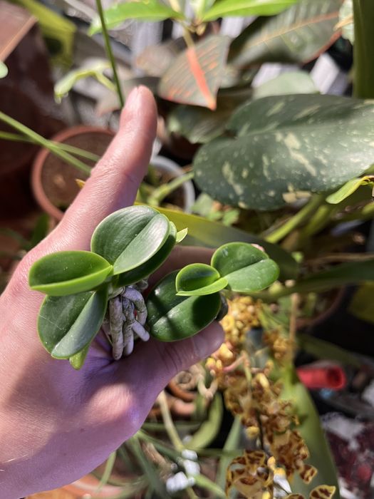 Орхідея Мінмару Sedirea japonica Minmaru