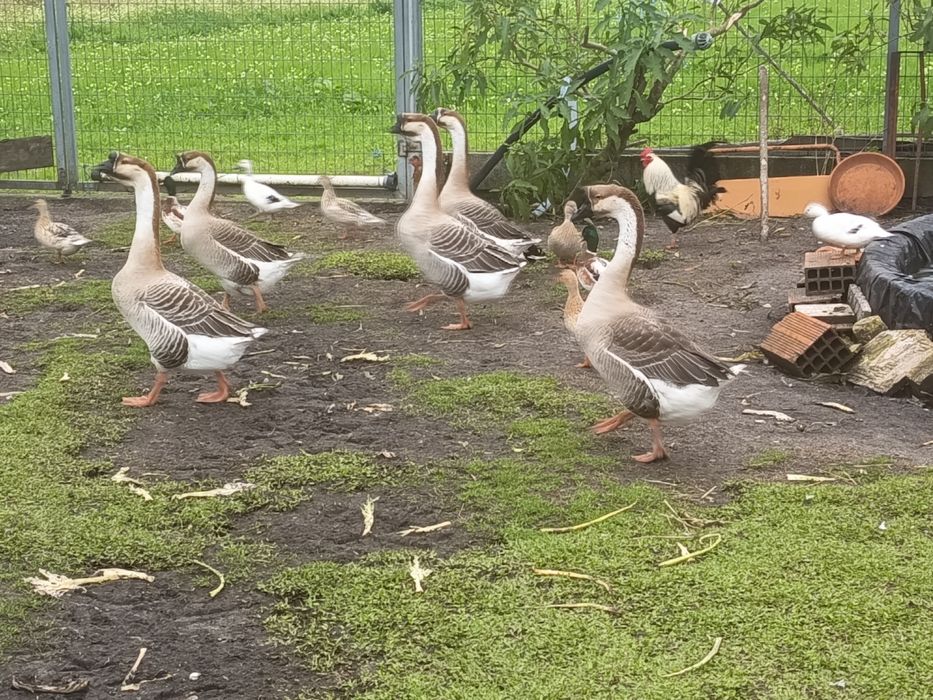 Gansos sinaleiros, Gansos da Guiné ou gansos Africanos.