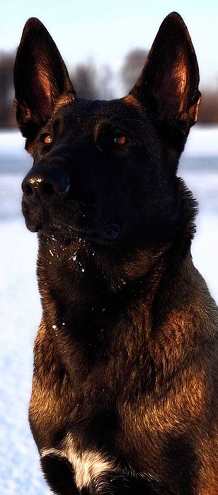 Szczenięta owczarka belgijskiego - Belgian Shepherd Malinois