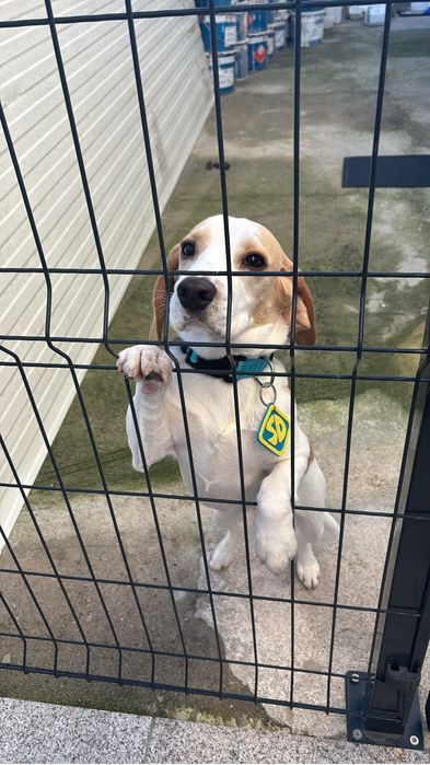 Beagle Bicolor 9 meses