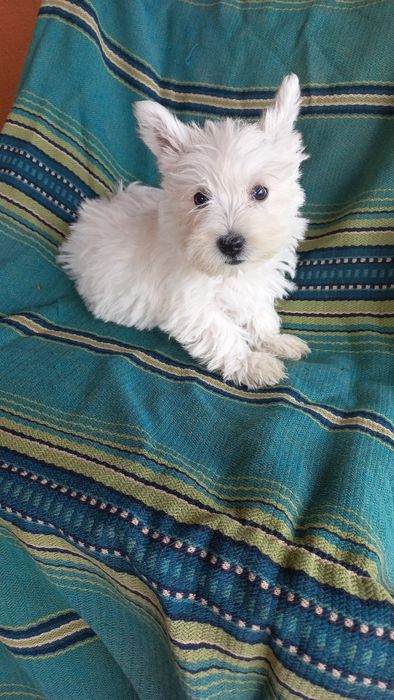 Suczka West Highland White Terrier