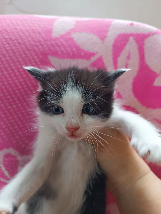 Кошенята шукають родини 1,5 міс