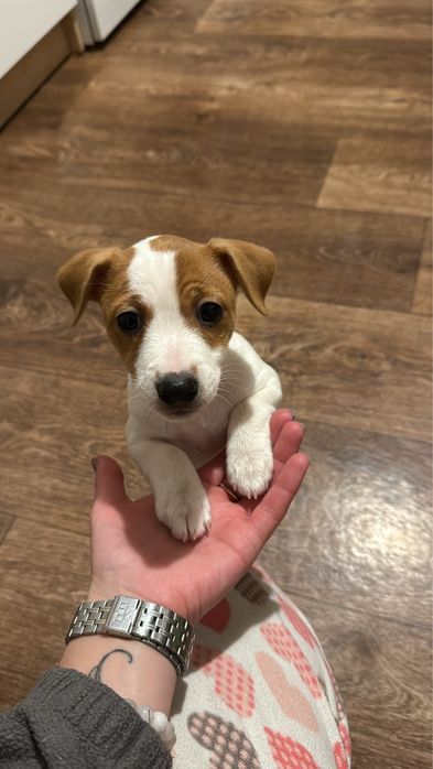 Джек рассел терєр