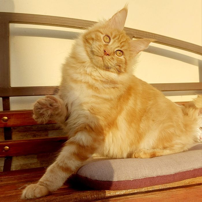 Велетні Мейн-кун