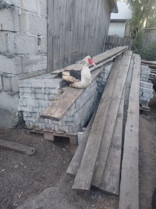 Kaczory piżmowe 2 i 3 letnie na dalszy chów