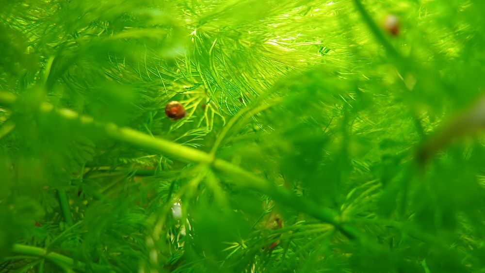 Guppy (alevins) e caracois