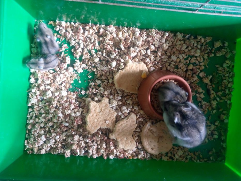 Хомячки Кременчуг