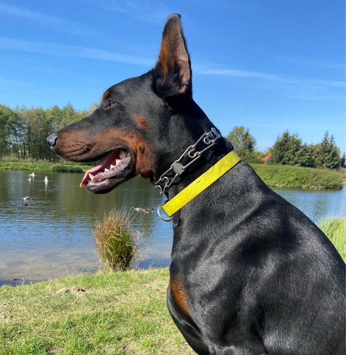 Doberman szczeniak  fci.