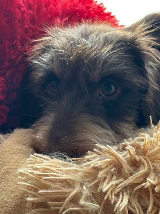 Кроляча жосткошерстна такса / жесткошерстная кроличья такса / кролик