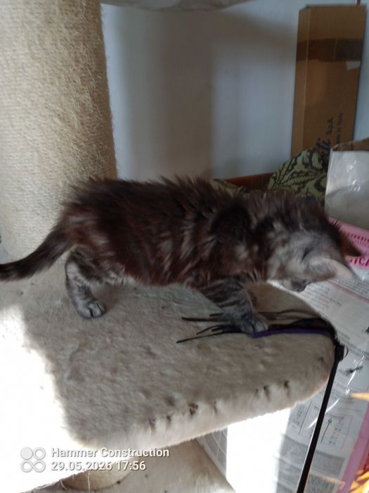 Koteczka Maine Coon