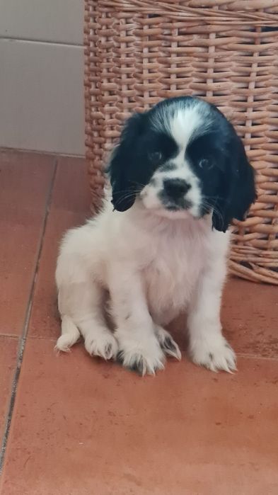 Super Cocker Spaniel