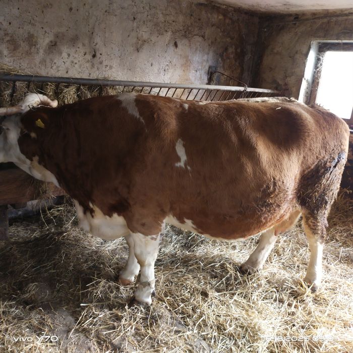 Krowa cielna 6 miesięcy