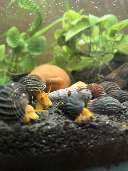 РОЗПРОДАЖ Равлик помаранчевий Тіломеланія Rabbit Snail