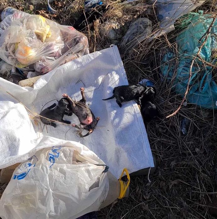 Новонародженні цуценята на смітнику: Бесплатно - Бесплатно (животные и ...