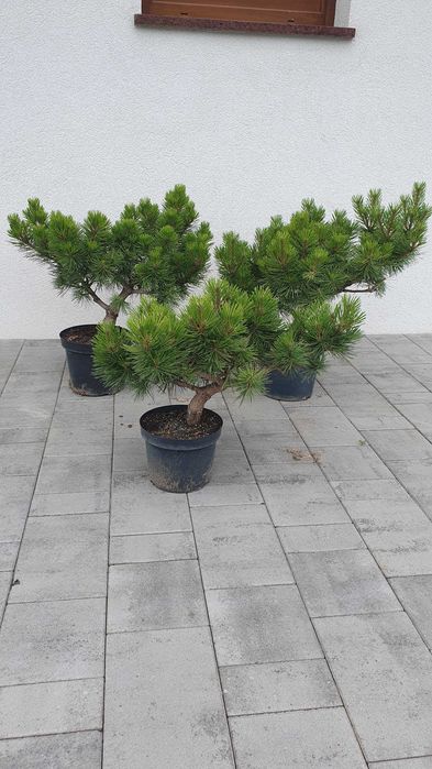 Sosna gęstkwiatowa Jane Kluis 40-50 cm