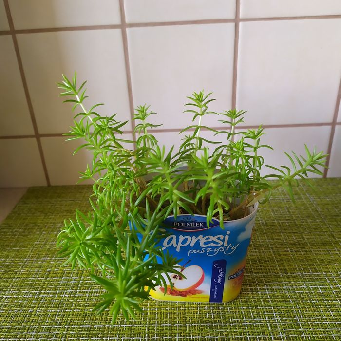 Сукуленти: еоніум, сєдум, ехеверія. Оксаліс