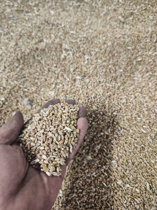 Pszenica owies pszenzyto kukurydza zboże gołębi drobiu kur pasza