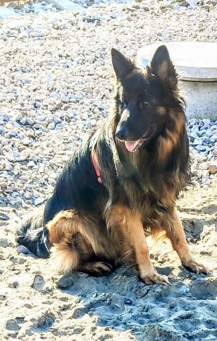 Owczarek Niemiecki do adopcji