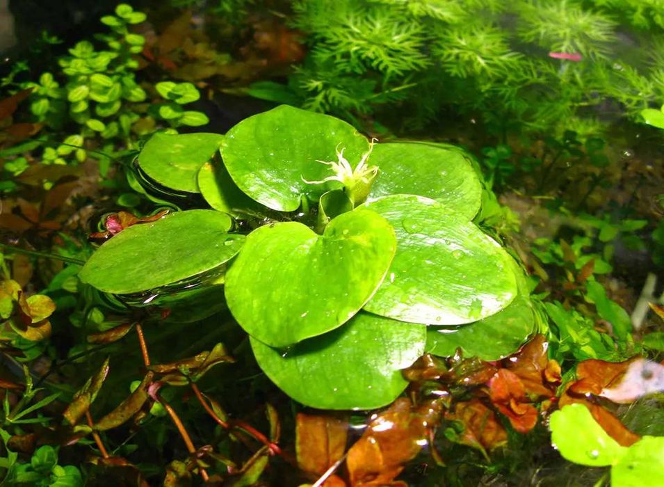 Лімнобіум паростконосний. Акваріумні рослини