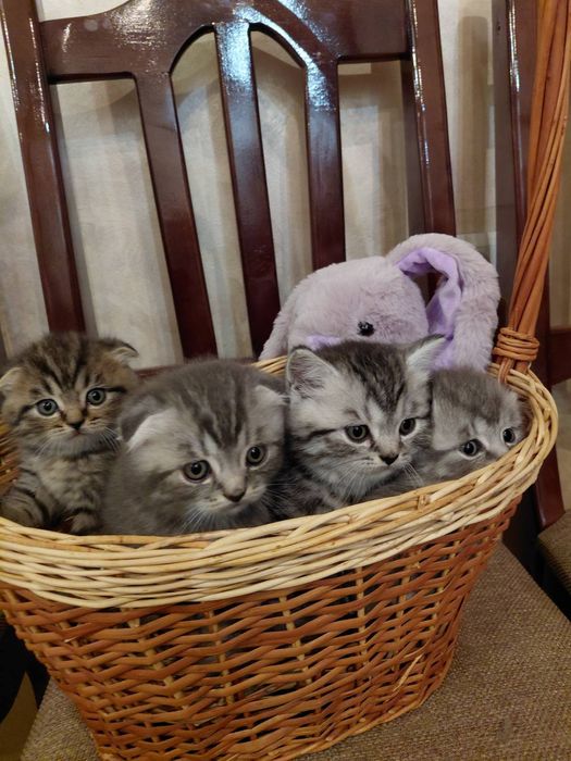 Шотландські кошенята