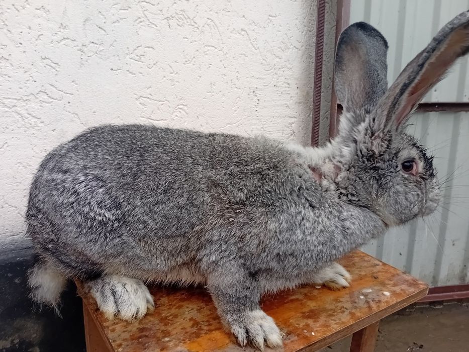 Кролі сірий великан